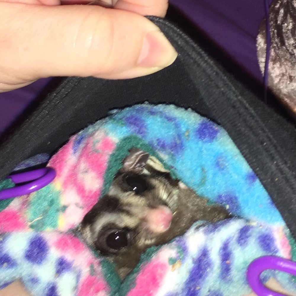 Meet Rapunzel.  I’m Hypoallergenic and ADORABLE!
